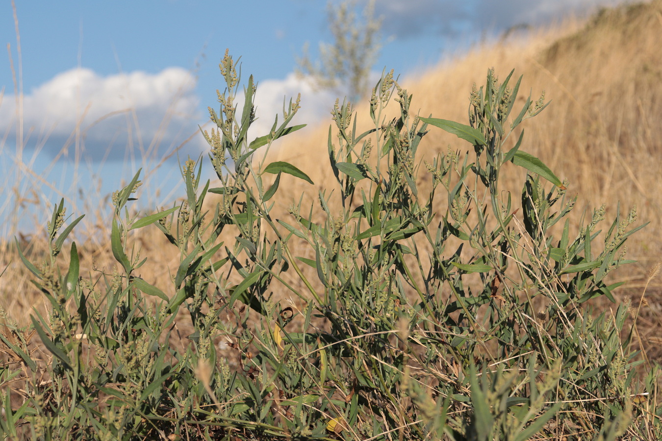 Image of Atriplex oblongifolia specimen.