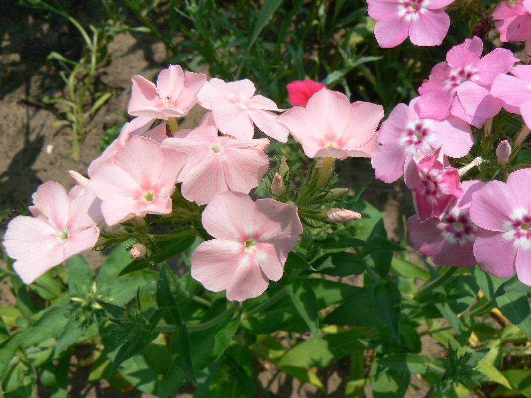 Изображение особи Phlox paniculata.