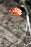 Roemeria refracta. Цветок. Южный Казахстан, предгорья Боролдайтау. 23.05.2010.