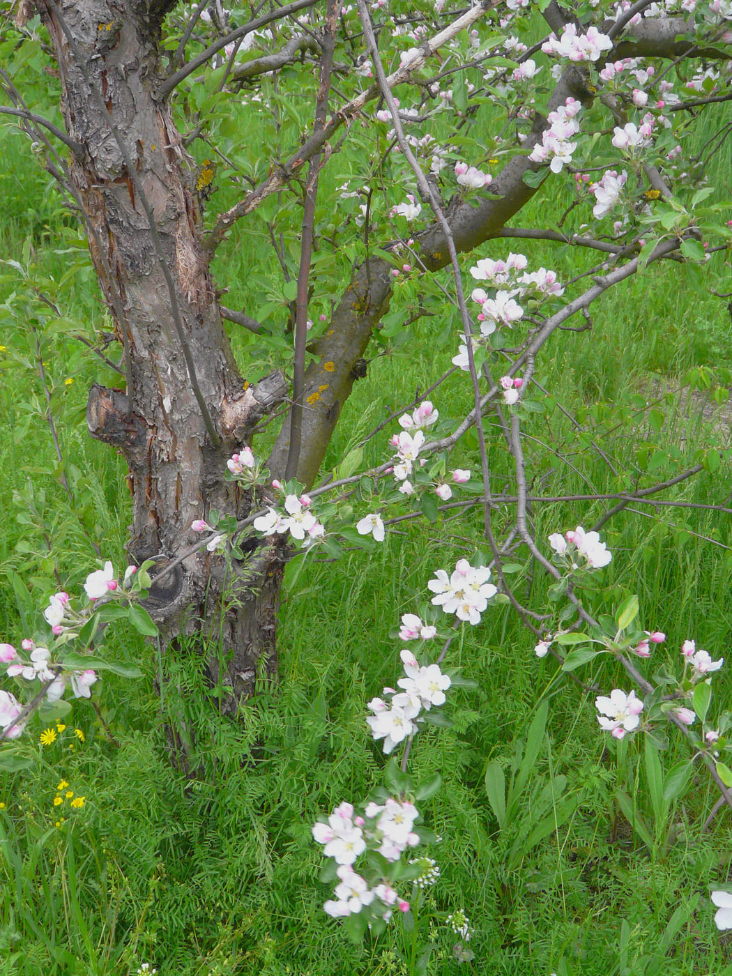 Image of Malus domestica specimen.