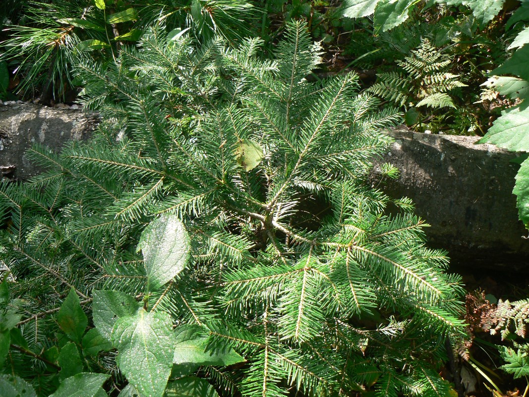 Image of Abies nephrolepis specimen.