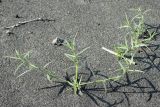 Agriophyllum minus. Вегетирующее растение. Узбекистан, Наманганская обл., Ферганская долина, Мингбулакские пески. 15.05.2021.