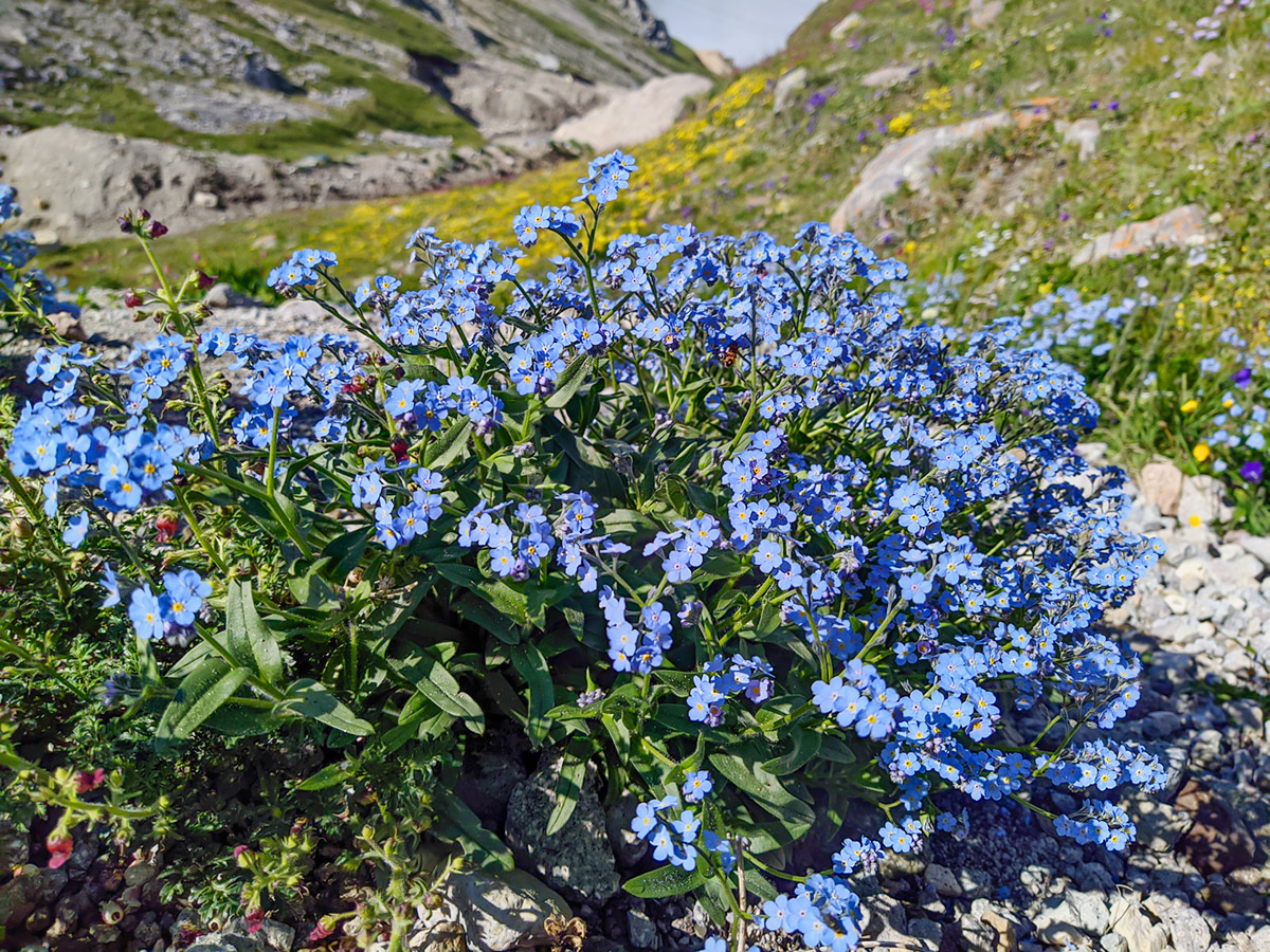 Изображение особи Myosotis alpestris.