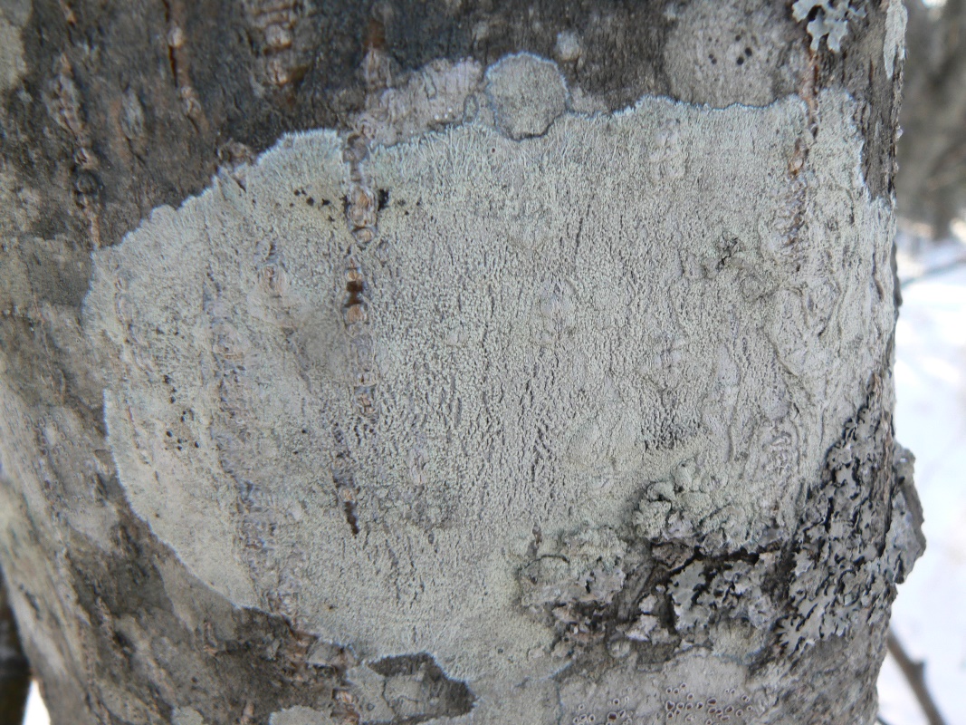 Image of genus Lecanora specimen.