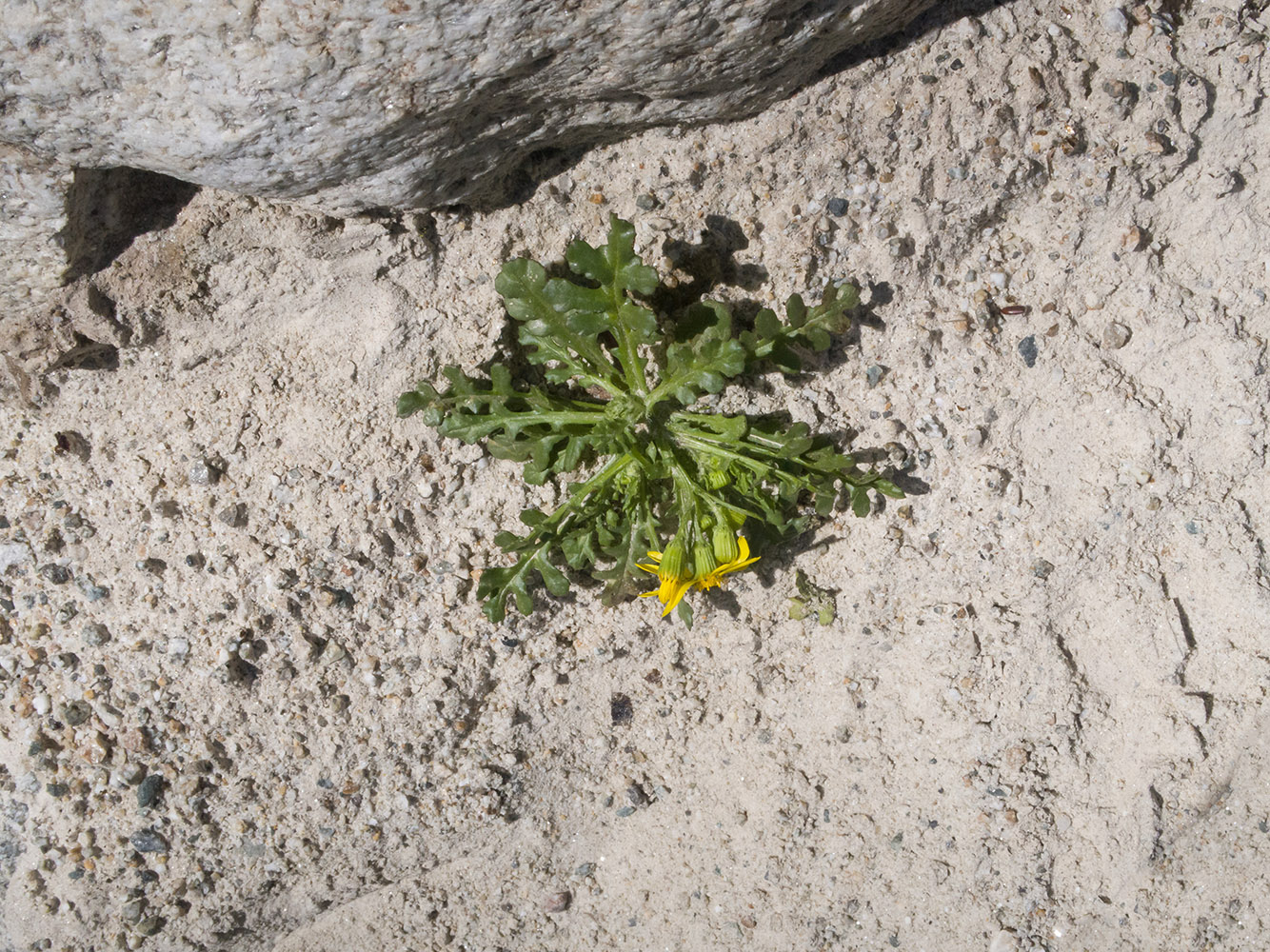 Image of Senecio sosnovskyi specimen.