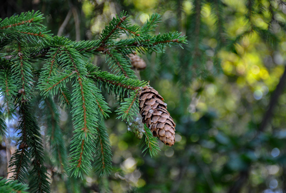 Изображение особи Picea abies.