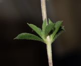Satureja thymbra