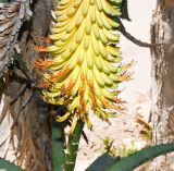 Aloe africana