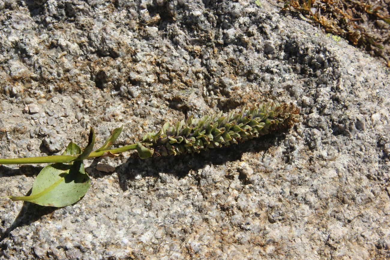 Изображение особи Lagotis integrifolia.