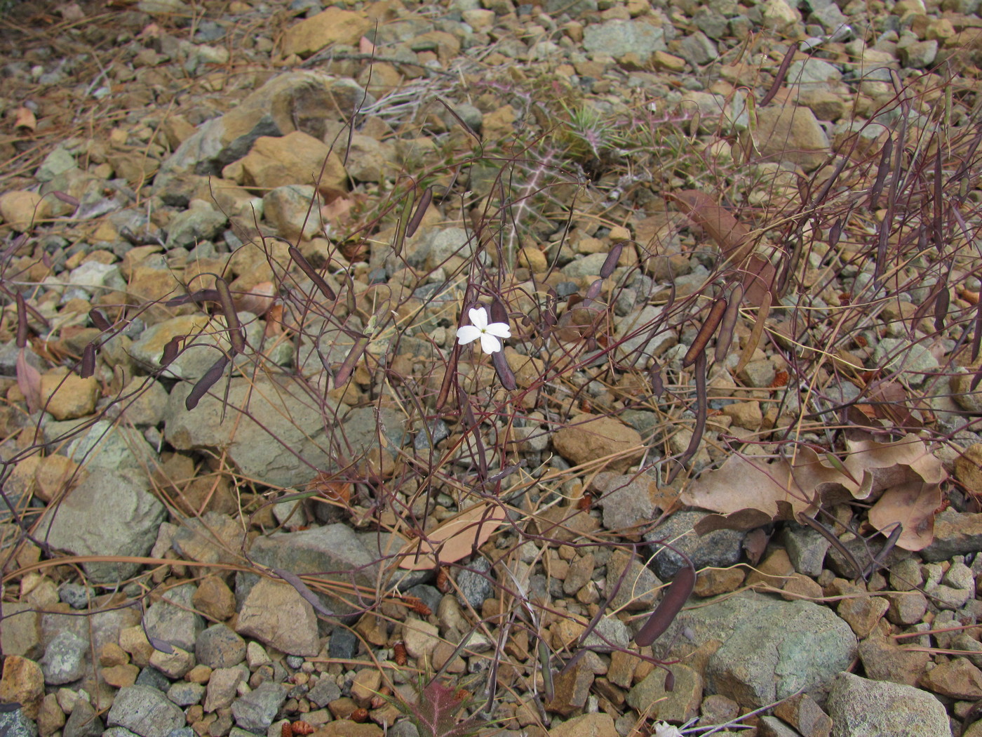 Image of Ricotia carnosula specimen.
