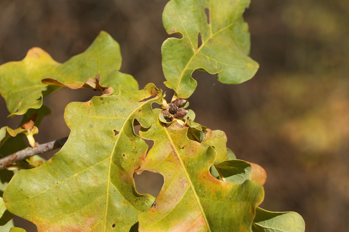 Image of Quercus robur specimen.