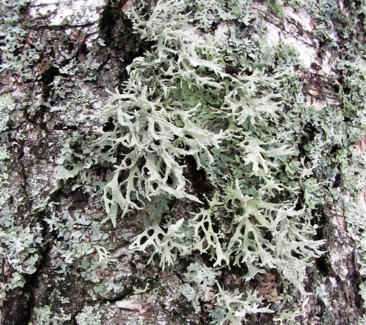 Image of Evernia prunastri specimen.