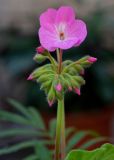 Pelargonium hortorum