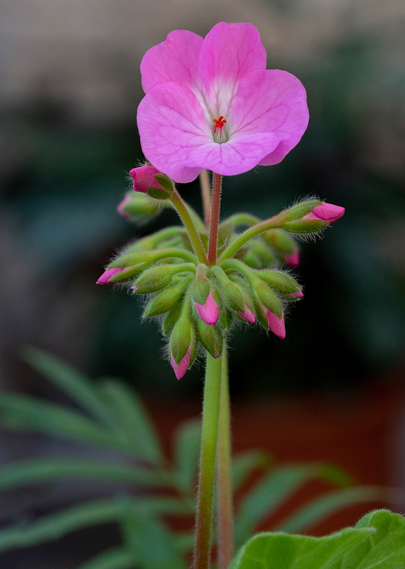 Изображение особи Pelargonium hortorum.