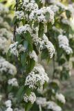 genus Viburnum. Верхушка ветви с соцветиями. Абхазия, г. Сухум, Сухумский ботанический сад. 14.05.2021.