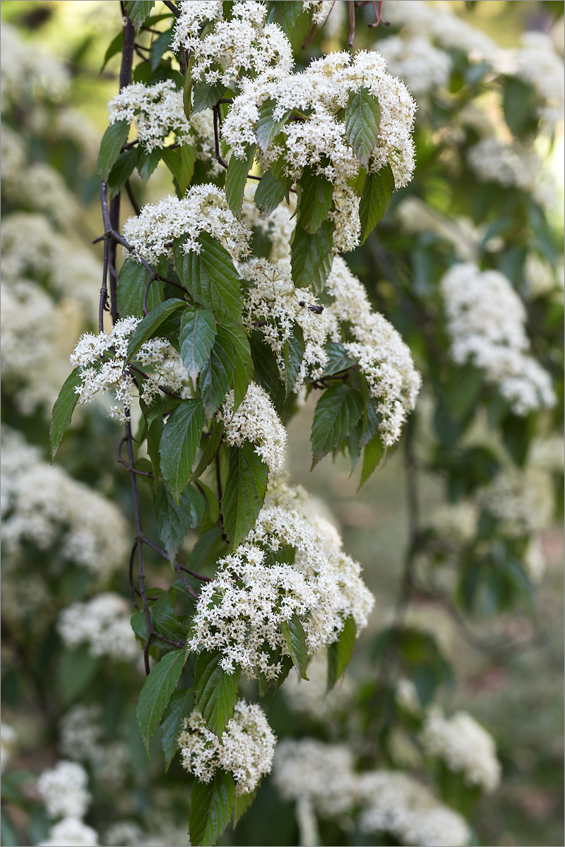 Изображение особи род Viburnum.