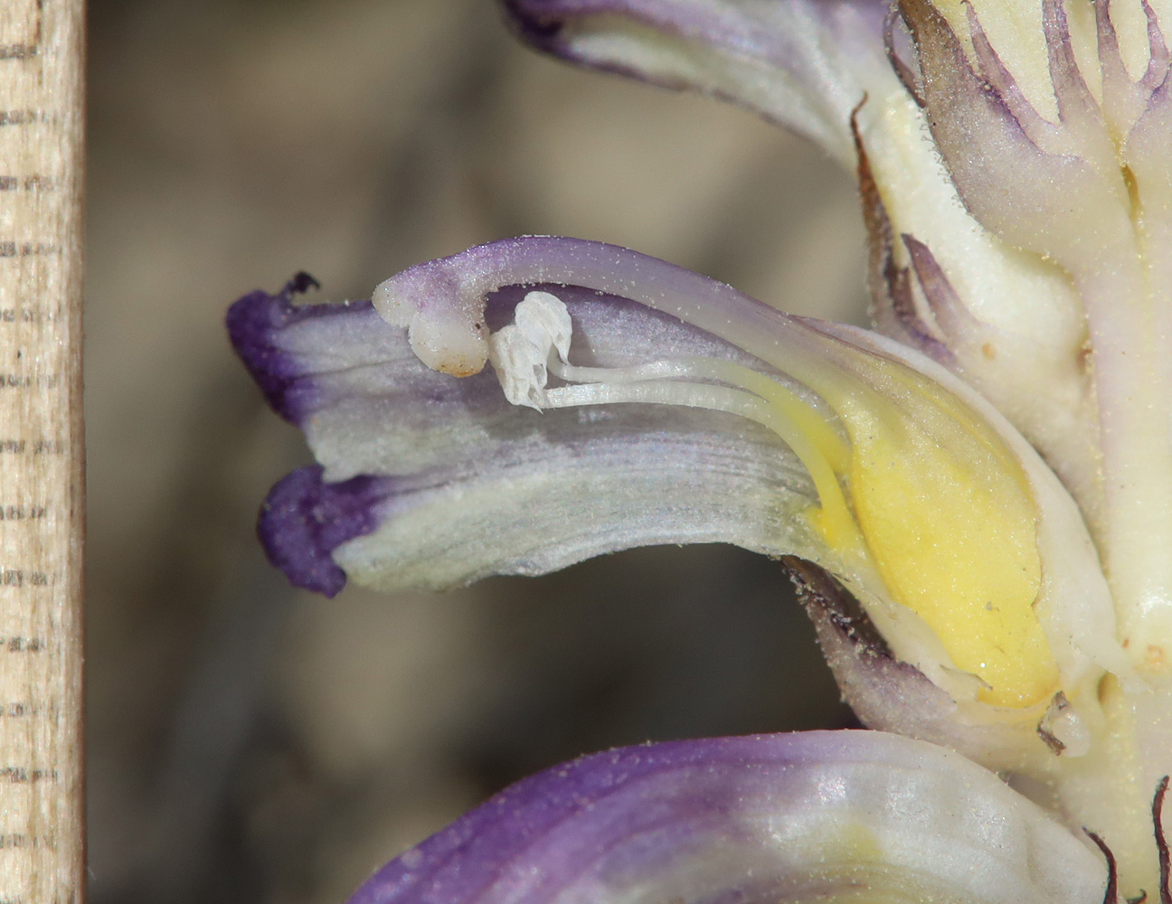 Image of Orobanche cernua specimen.