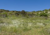Stipa lessingiana