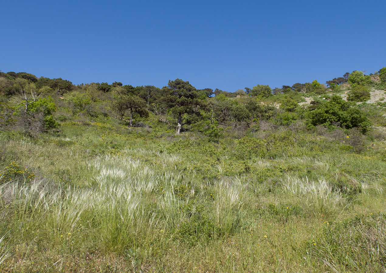 Image of Stipa lessingiana specimen.