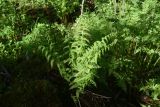 Athyrium filix-femina. Вегетирующее растение с развивающимися вайями. Калужская обл., Боровский р-н, окр. дер. Семичёво, правый берег р. Руть, лиственный лес, на старом замшелом пне. 4 июня 2022 г.