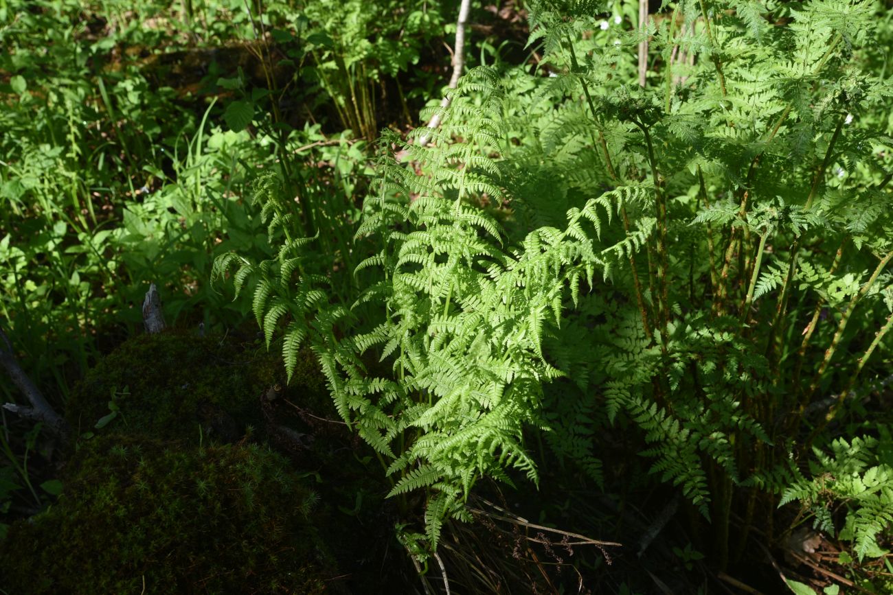 Изображение особи Athyrium filix-femina.