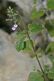 Clinopodium menthifolium. Верхушка повреждённого цветущего растения. Республика Абхазия, Новый Афон. 20.08.2009.