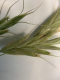 Bromus japonicus