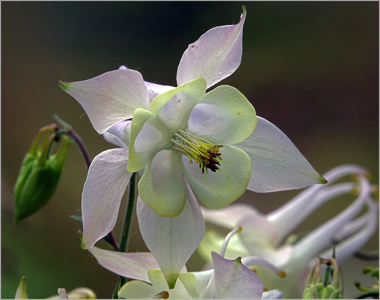 Изображение особи Aquilegia vulgaris.
