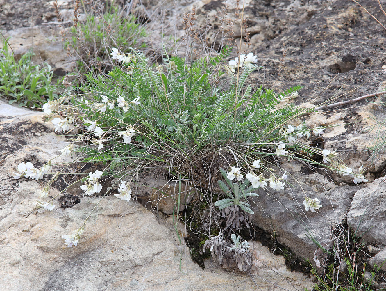 Изображение особи Oxytropis dasypoda.