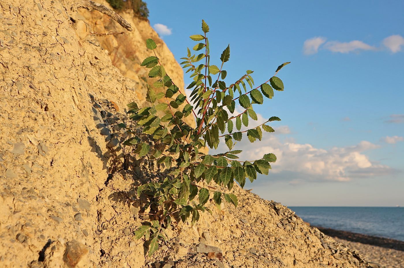 Image of Rhus coriaria specimen.