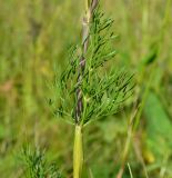 Image of taxon representative. Author is Сергей Соколенко