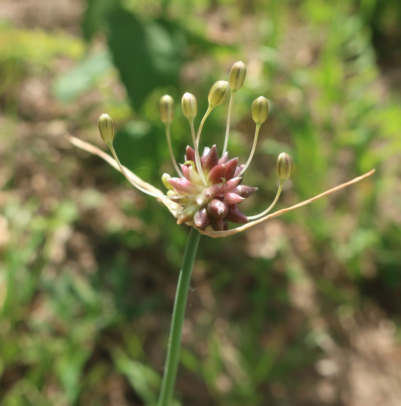 Image of Allium oleraceum specimen.