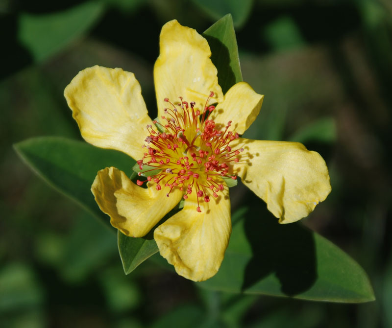 Image of Hypericum ascyron specimen.