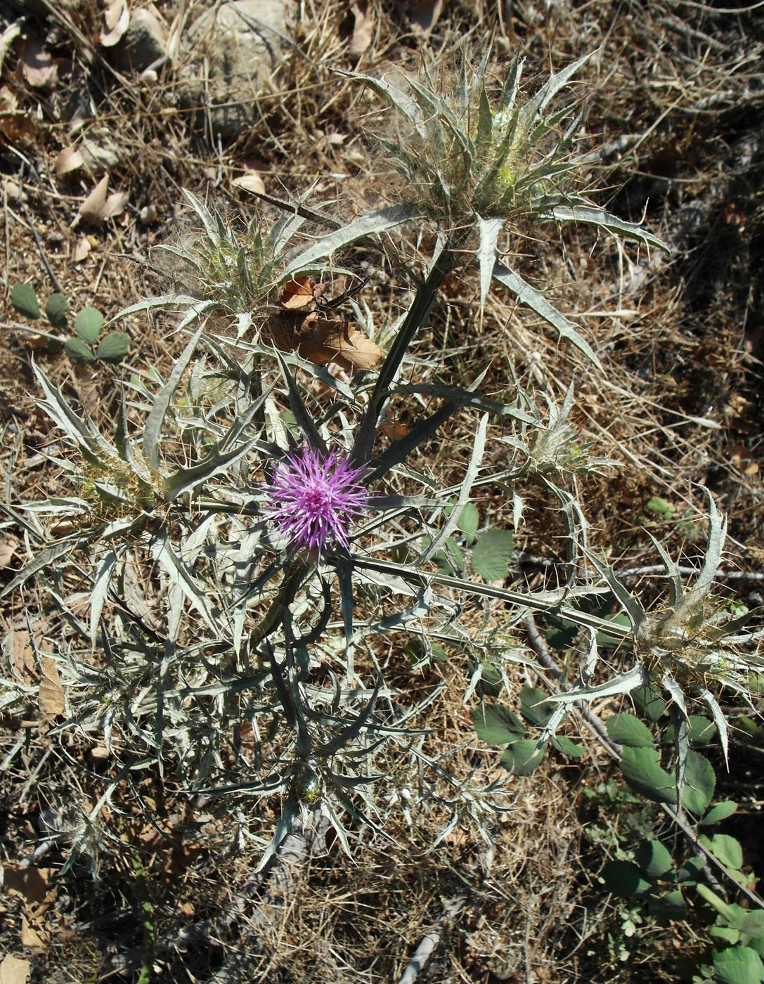 Image of Picnomon acarna specimen.