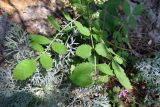 Rhus coriaria. Листья и части соцветий на фоне Seseli gummiferum. Крым, окр. пос. Никита, Никитская расселина, известняковый склон. 14.07.2021.