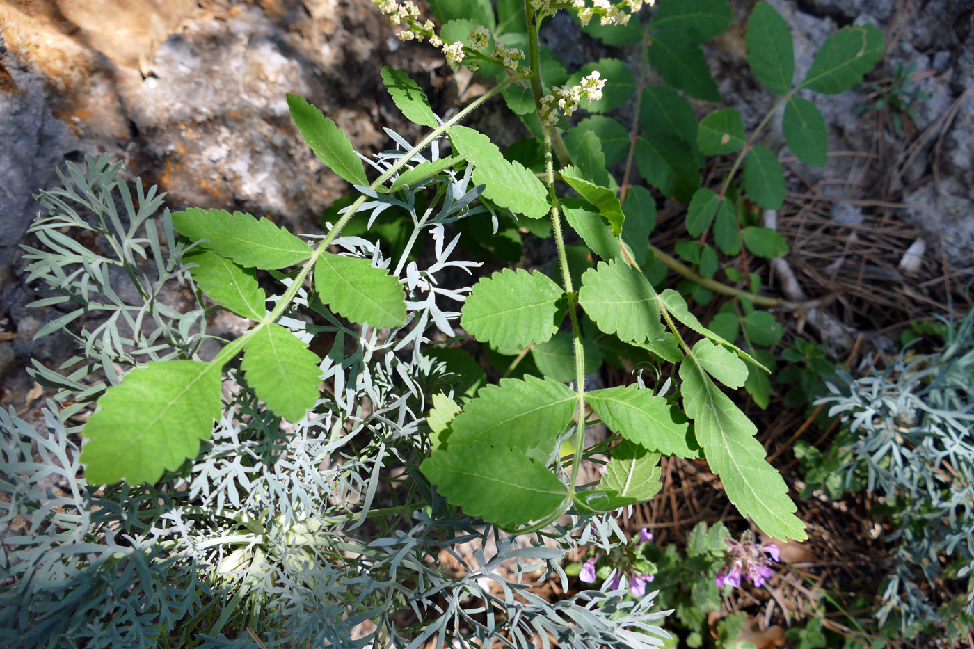 Image of Rhus coriaria specimen.