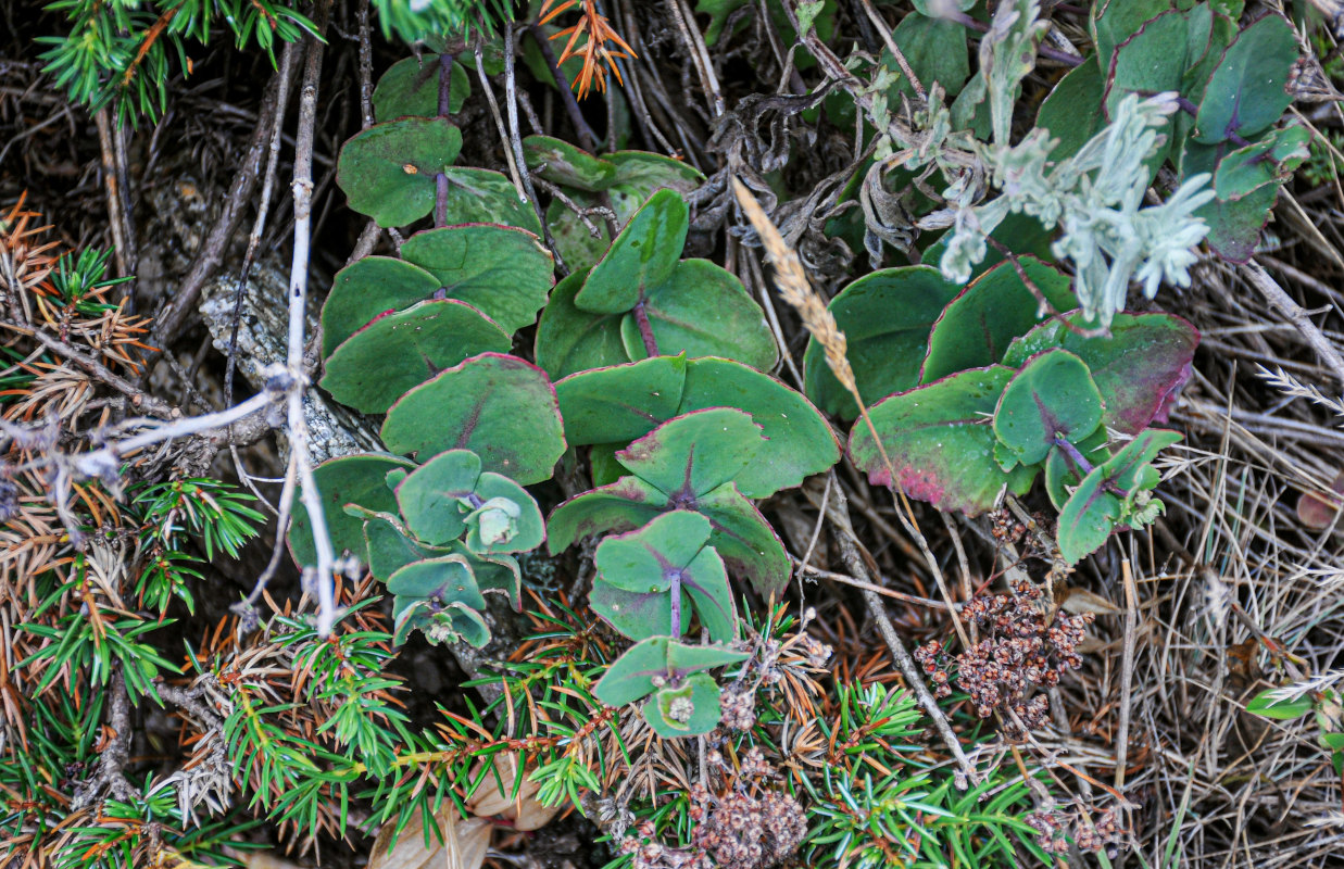 Image of Hylotelephium ussuriense specimen.