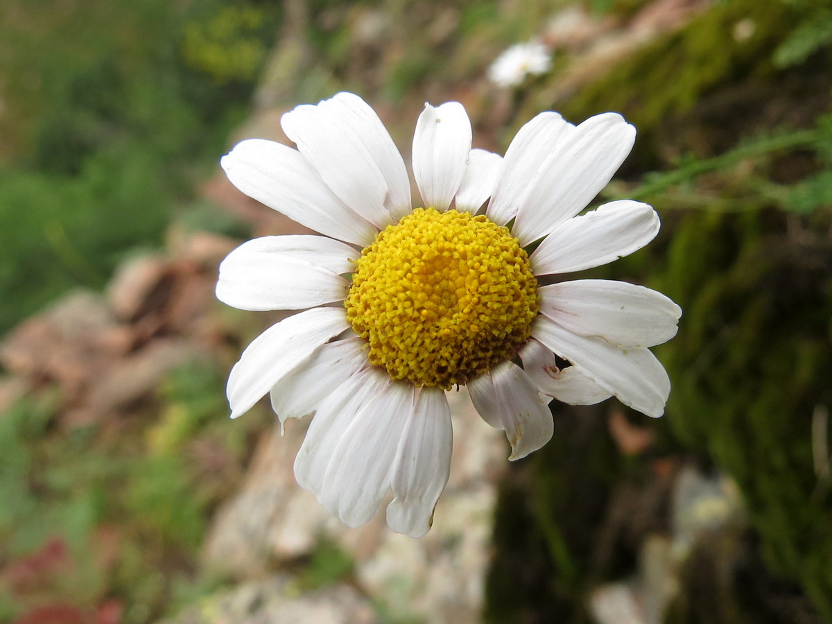 Image of Richteria pyrethroides specimen.