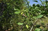 Euonymus maackii