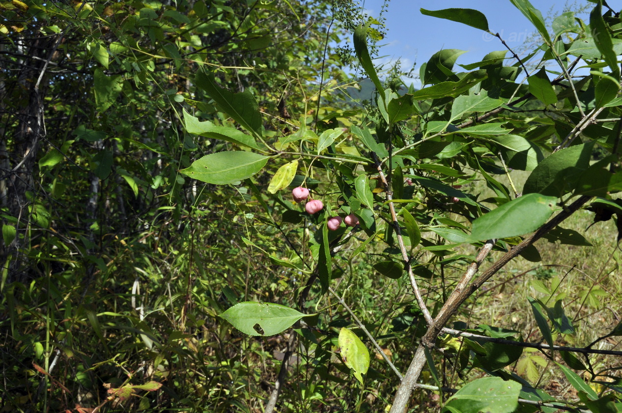 Изображение особи Euonymus maackii.