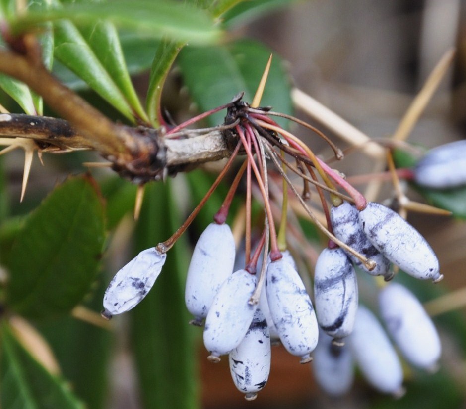 Image of Berberis pruinosa specimen.