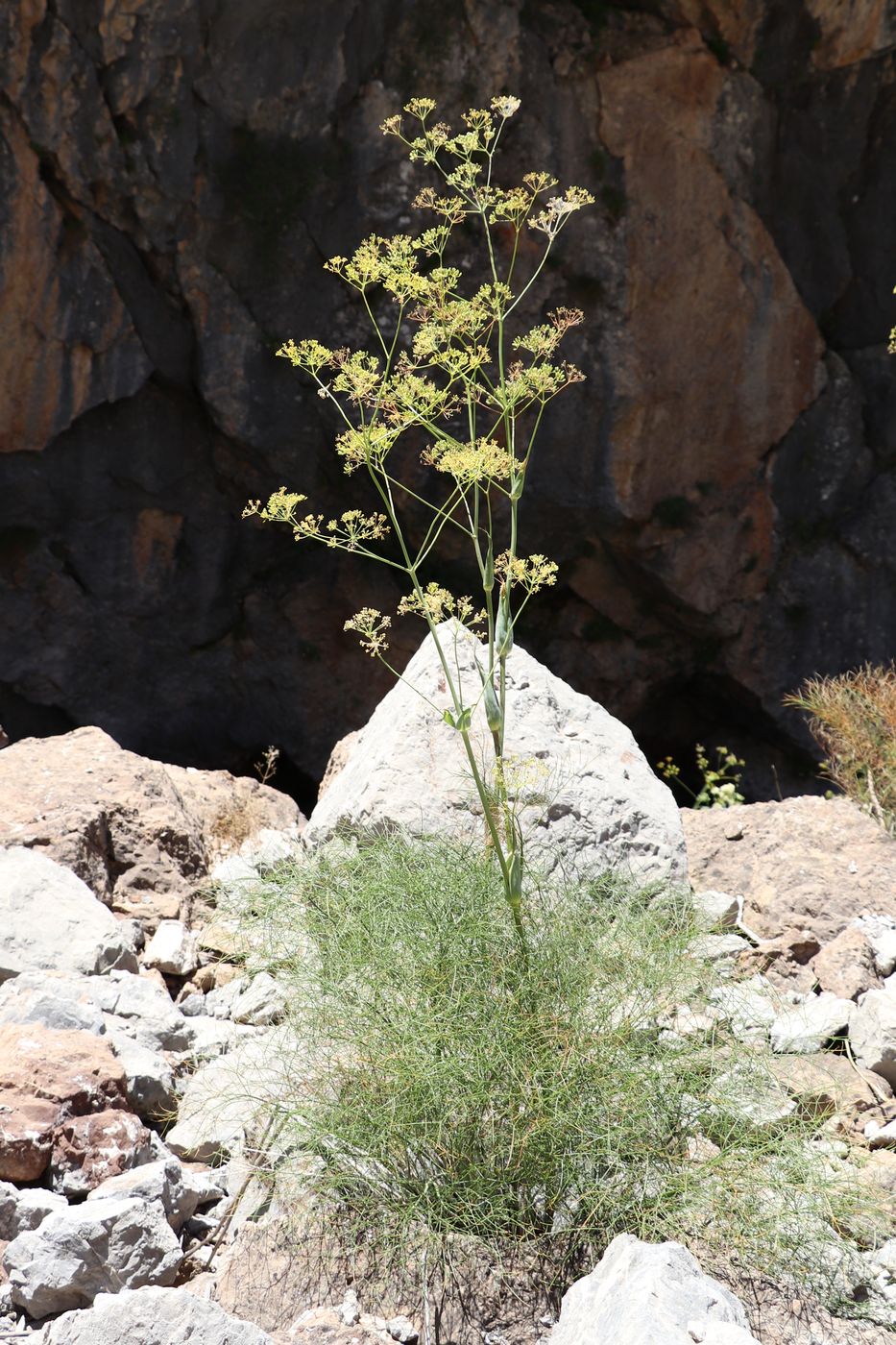 Изображение особи Ferula ugamica.