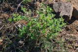 Смотреть изображение Acanthospermum hispidum