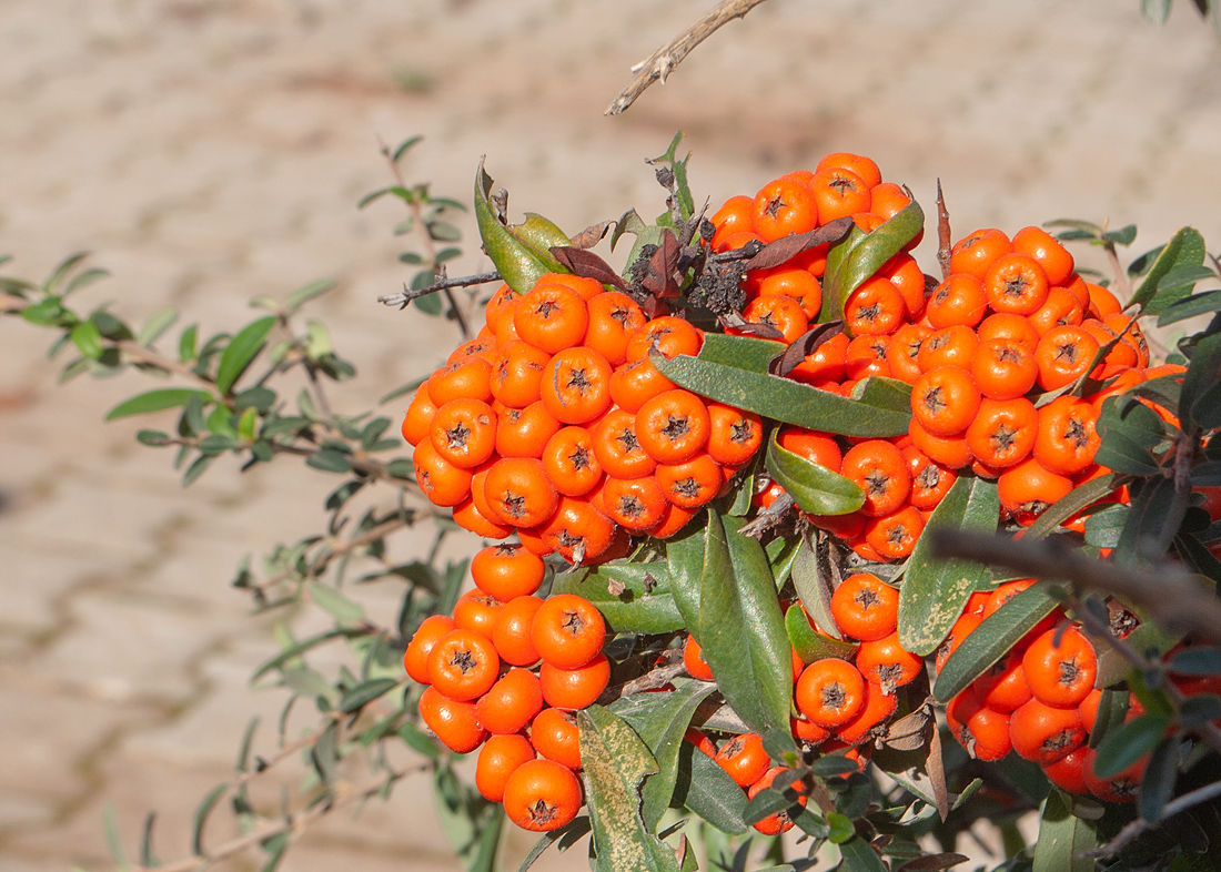 Image of genus Pyracantha specimen.