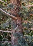 Cupressus sempervirens. Часть ствола взрослого дерева. Марокко, обл. Драа - Тафилалет, г. Тингир, у дороги. 02.01.2023.