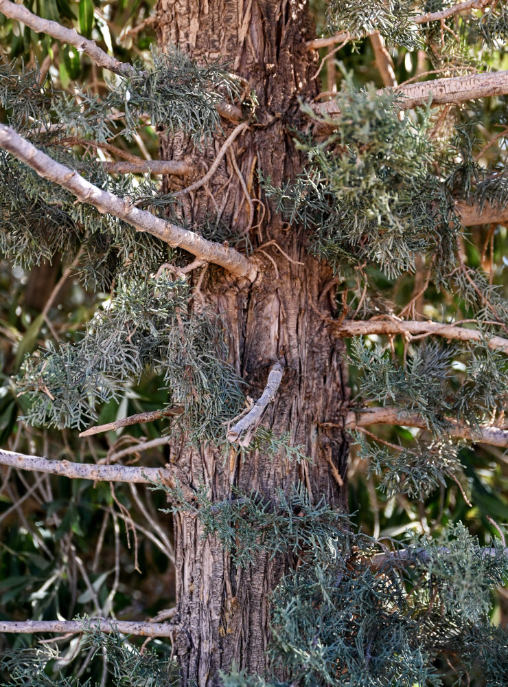 Изображение особи Cupressus atlantica.