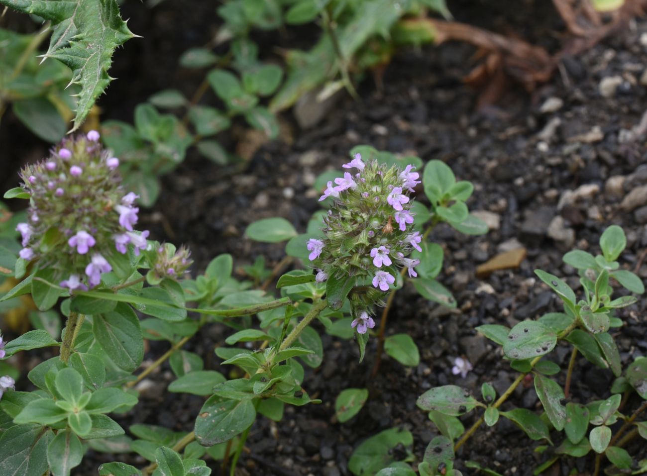 Image of genus Thymus specimen.