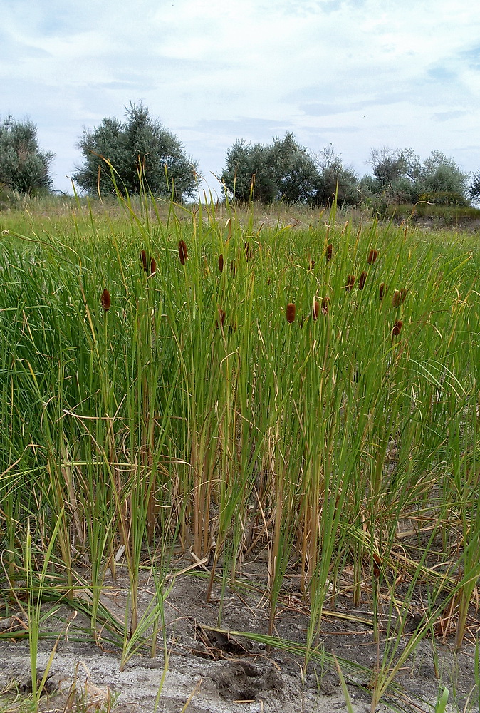 Изображение особи Typha laxmannii.