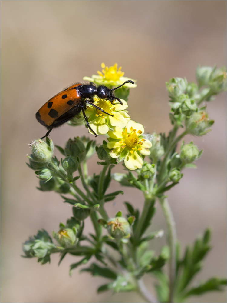 Изображение особи Potentilla argentea.