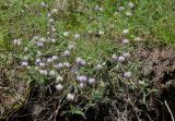 Astragalus captiosus